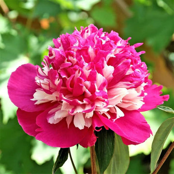 Perennial peony flowers growing in decorative garden containers

