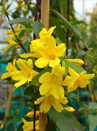 Carolina Yellow Jasmine Perennial Vine Seeds for Planting NON GMO Seeds