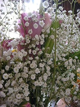 White Gyposophila Elegans Plant Seeds for Planting - 100 pcs