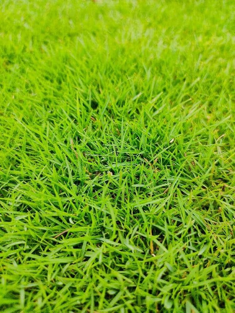 Scotts Turf Builder Grass Seed Northeast Mix
