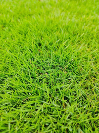 Scotts Turf Builder Grass Seed Northeast Mix