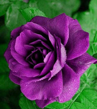 Purple Rose Plant Seeds for Planting - Heirloom Non-GMO Garden Seeds for Beautiful Blooms