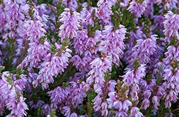 Violet Calluna Flower Seeds for Planting - 100 pcs