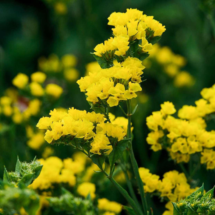 Heirloom Non-GMO Limonium Flower Seeds for Planting – Long-Lasting Blooms for Coastal Gardens