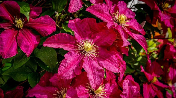 Heirloom Pink Yellow Clematis Flower Seeds – Non-GMO Climbing Garden Blooms for Planting