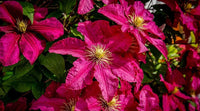 Heirloom Pink Yellow Clematis Flower Seeds – Non-GMO Climbing Garden Blooms for Planting