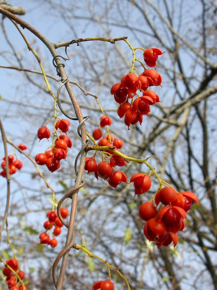 Celastrus Fruit Seeds for Growing Hardy and Ornamental Vines 100 Pcs pcs