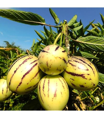 Asian Apple Melon Cucumis melo seeds for planting in home garden