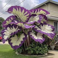 Giant Elephant Ear Colocasia adding tropical texture to a landscape garden.

