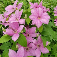 Heirloom Non-GMO Clematis Baby Pink Flower Seeds for Garden Planting ƒ?? Delicate Climbing Blooms
