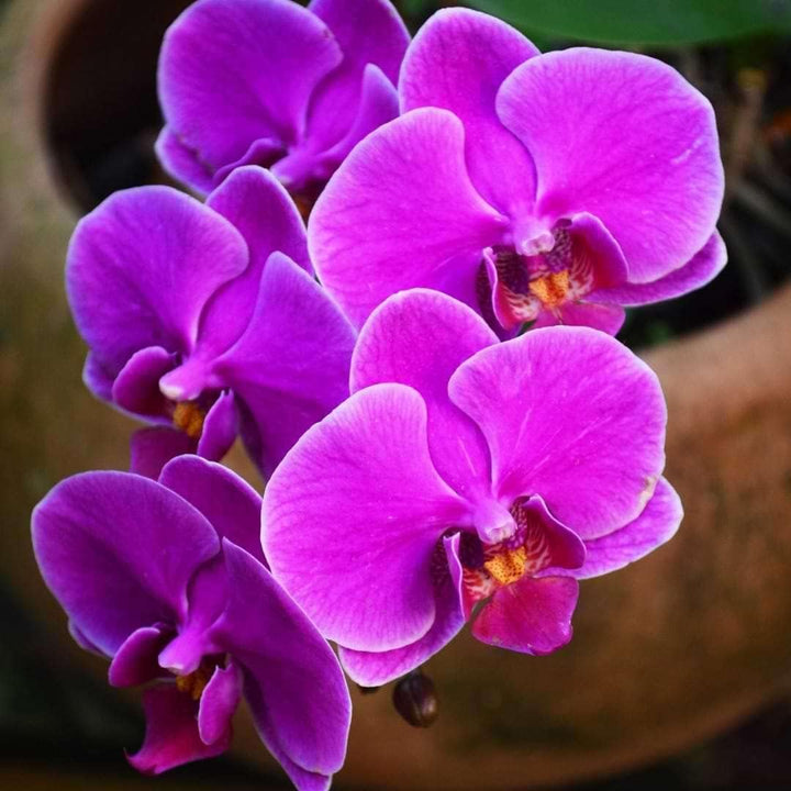 Butterfly Orchid purple flower seeds – heirloom, non-GMO seeds for planting