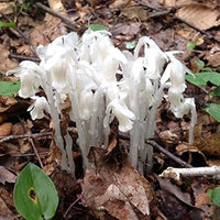 Organic White Pipe Flower Seeds for Planting – Heirloom, Non-GMO