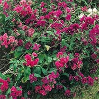 Pink Clarkia Flower Seeds for Planting - 100 pcs