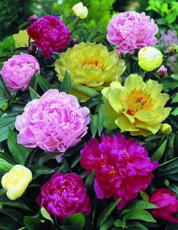 Stunning Peony Bulbs Mix for elegant garden planting
