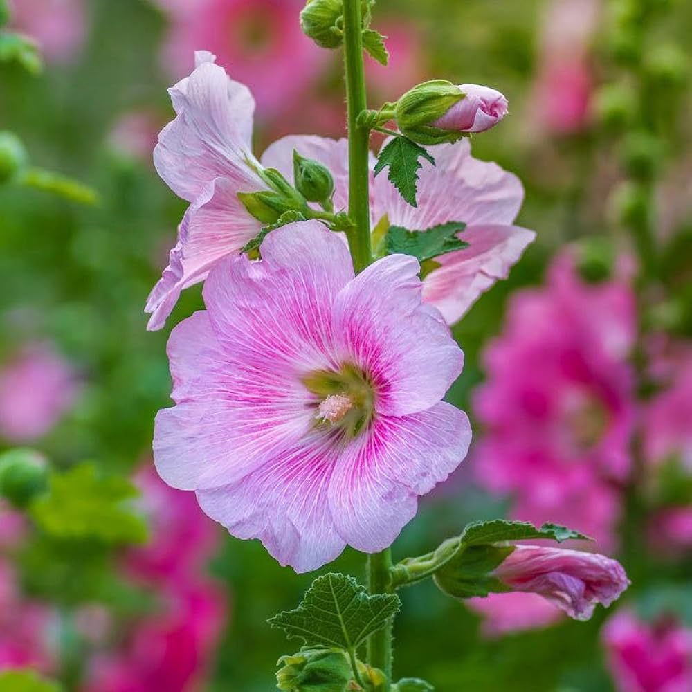 Baby Pink Hollyhock Flower Planting Seeds for Garden NON GMO Seeds