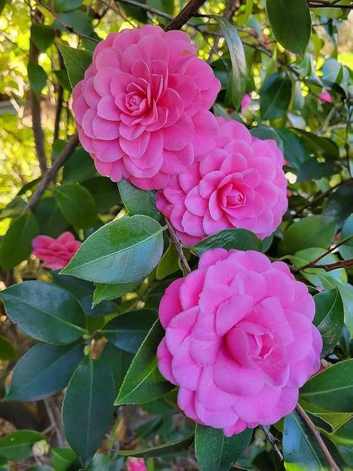 Camellia Japonica Flower Seeds – Heirloom Non-GMO Garden Blooms for Lush Landscaping