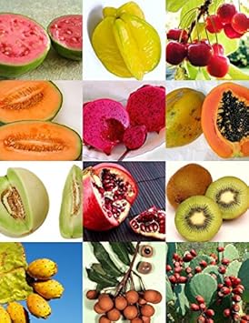New Fresh 100 Pcspcs Mix Edible Fruit Seeds - A Variety Pack of Edible Fruits for Your Garden 100 Pcs pcs