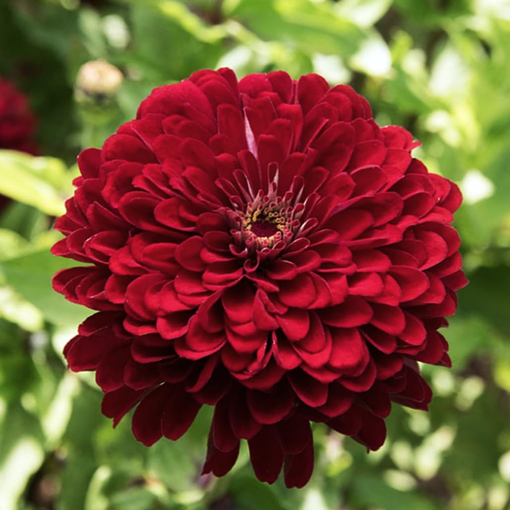 Burgundy Zinnia Flower Seeds for Planting ƒ?? Vibrant, Non-GMO, Heirloom Garden Seed