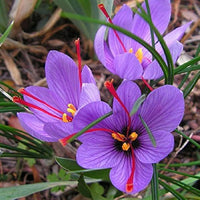Heirloom Non-GMO Hatsuga Saffron Crocus Mixed Flower Seeds for Garden Planting ? Aromatic Rare Blooms