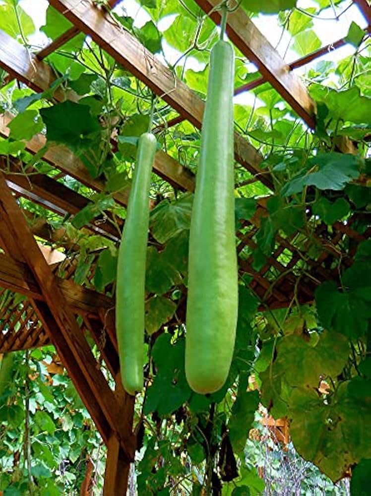 Gourd Vegetable Seeds for Planting - 100 Pcs pcs