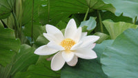 White Sacred Lotus Seeds (Nelumbo Nucifera) for Planting â€“ Heirloom, Non-GMO for planting in home garden