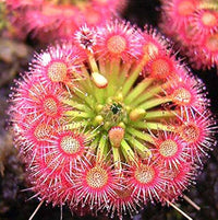 Heirloom Non-GMO Pink Sundew Flower Seeds for Garden Planting – Carnivorous Ornamental Blooms