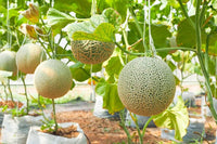 Galia melon fruit developing on a garden plant