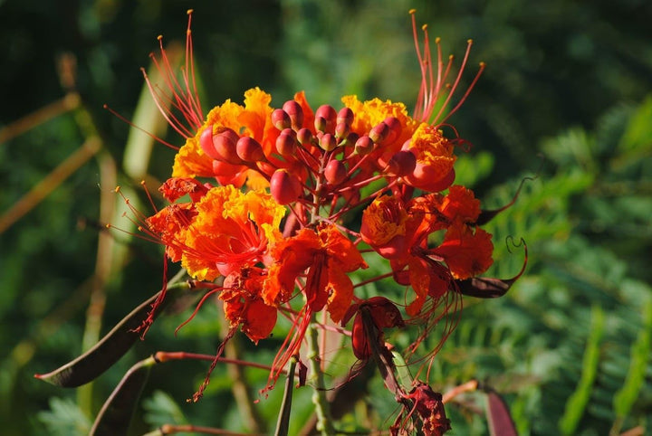 Heirloom Barbados Flower Seeds for Garden Planting, Non-GMO, Tropical Blooms for Vibrant Landscapes