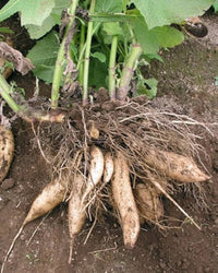 Yacon Vegetable Seeds for Planting heirloom & Non-GMO Seeds