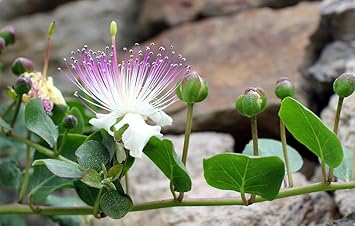 Heirloom Alcaparras Flower Seeds, Non-GMO Caper Blooms for Culinary and Mediterranean Garden Planting
