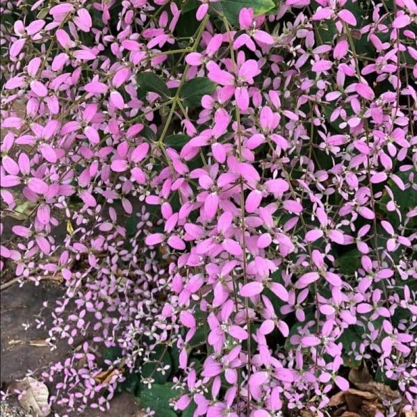 Shower Orchid (Congea Tomentosa) flower seeds – heirloom, non-GMO seeds for planting