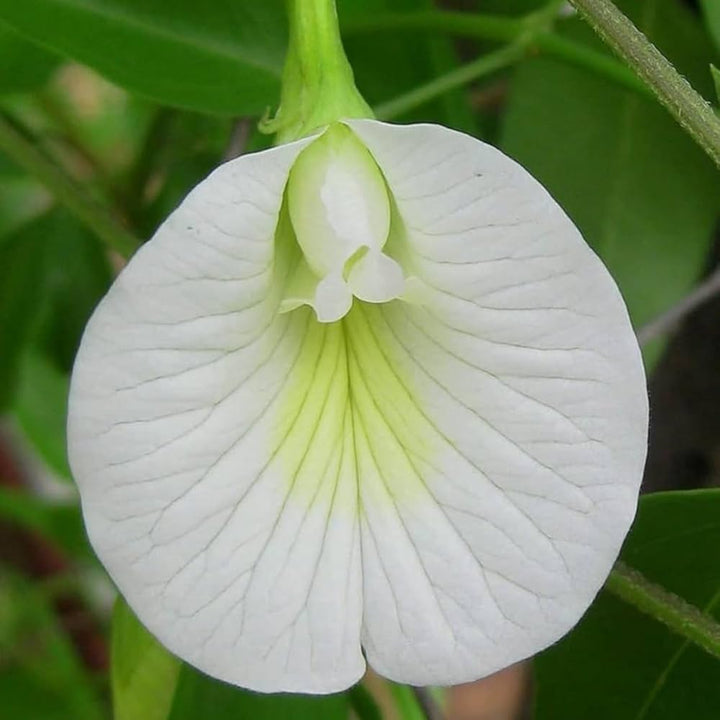 Clitoria Flower Seeds for Planting, White Blooms, 100 pcs