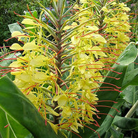 Yellow Fragrant Flower Seeds for Planting - NON GMO Seeds