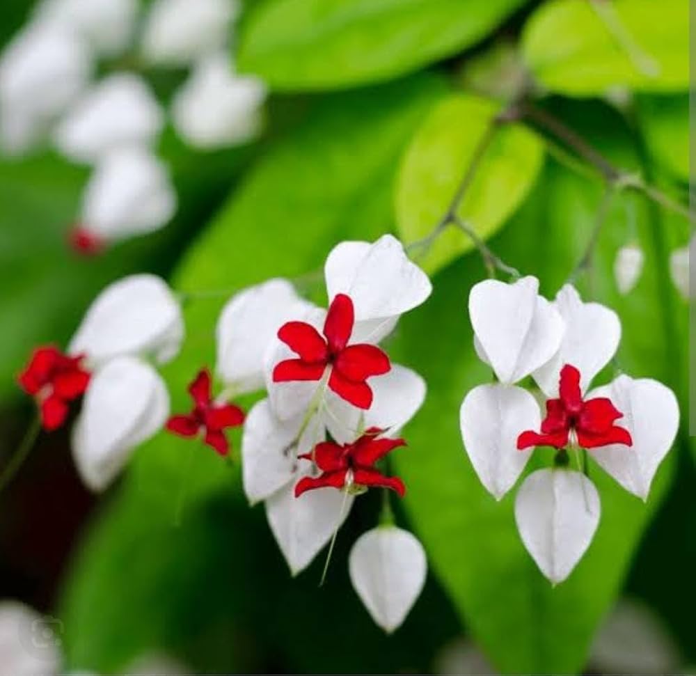 White Red Clerodendrum Seeds for Planting – Organic, Heirloom, Non-GMO Flower Seeds
