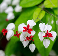 White Red Clerodendrum Seeds for Planting – Organic, Heirloom, Non-GMO Flower Seeds
