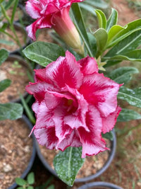 Drought-tolerant desert rose growing in a decorative outdoor container.
