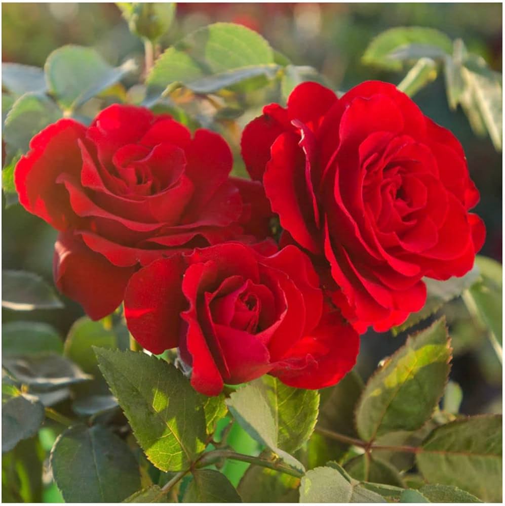 Canine Rose Flower Seeds for Planting – Heirloom, Non-GMO Seeds for Garden Blooms