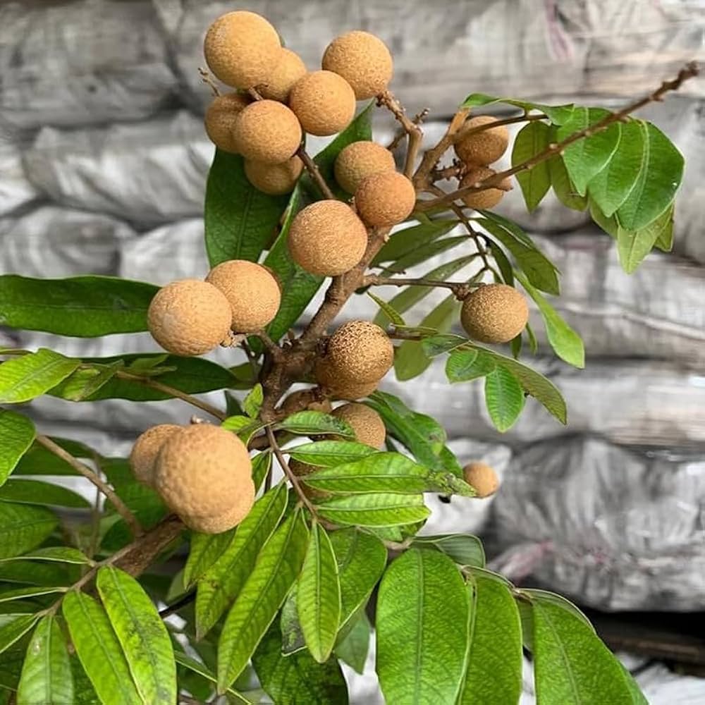 Dwarf Longan Fruit Seeds