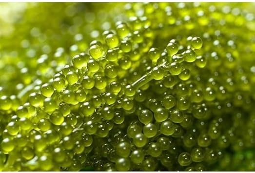 Seagrapes Fruit Seeds for a Unique, Coastal Garden Experience 100 Pcs pcs