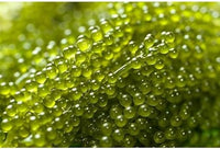 Seagrapes Fruit Seeds for a Unique, Coastal Garden Experience 100 Pcs pcs