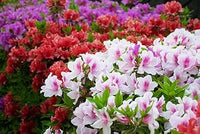 Azalea Flower Seeds Multi-Colored for Planting - 100 pcs
