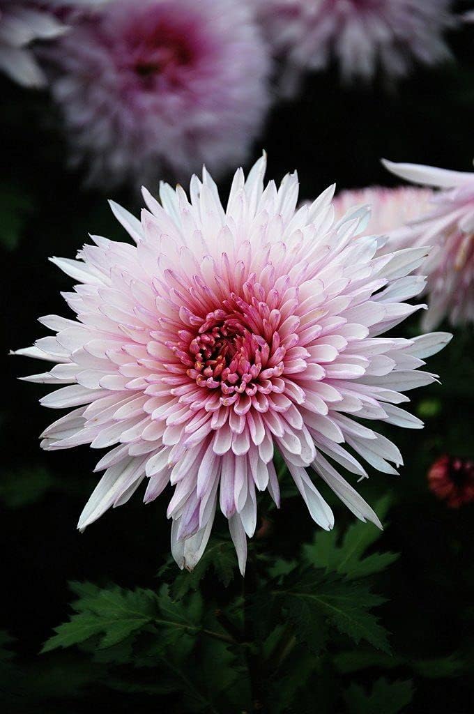 White Pink Chrysanthemum Flower Seeds for Planting - NON GMO Seeds
