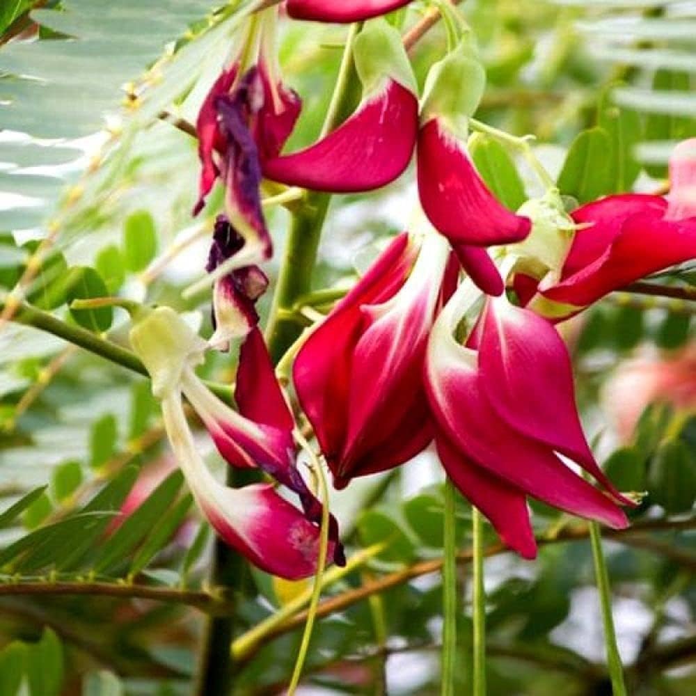 Sesbania Grandiflora Flower Seeds, Heirloom, Non-GMO Seeds for Planting - Grandiflora for planting in home garden