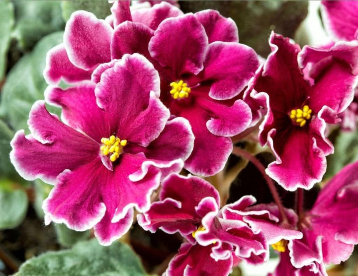Pink White Saintpaulia Seeds for Planting ƒ?? Organic Heirloom Non-GMO Flower Seeds