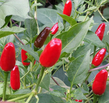Chiltepin Hot Pepper Seeds for Planting, heirloom & Non-GMO Seeds
