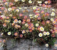 Mixed Karvinskianus Flower Seeds for Planting - 100 pcs