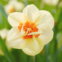 Narcissus Flower Seeds Light Yellow for Planting - 100 pcs