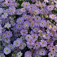 Blue Brachycome Flower Seeds for Planting - 100 pcs