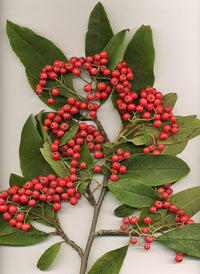 Cotoneaster Fruit Seeds for Cultivation – 10 Seeds 100 Pcs pcs