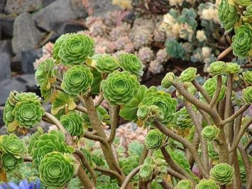 Heirloom Arboreum Flower Seeds for Garden Planting, Non-GMO, Succulent Blooms for Landscaping - Arboreum for planting in home garden